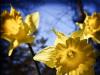 Narcissus