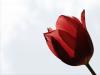 tulip