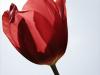 tulip - alternate crop