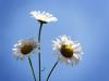 Bellis
