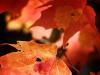 Autumn Bliss