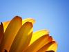 Petals